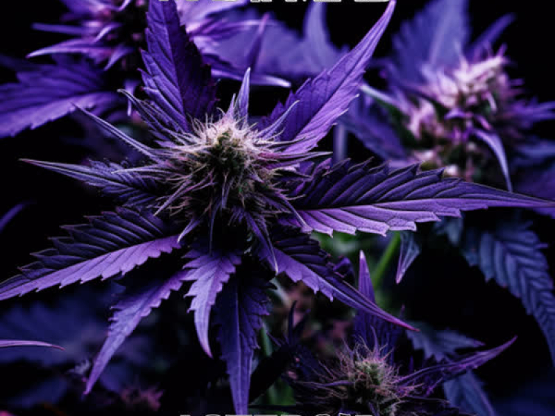 Asteroid (Purple Cannabis Remix) (EP)