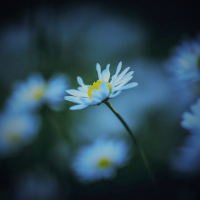 Daisy's demo (Single)