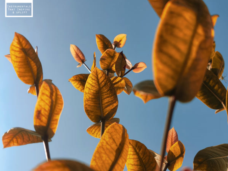 Loose Leaves (Single)