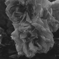 En haluu tanssia ruusuilla (Single)