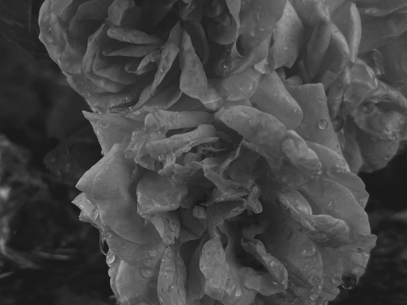 En haluu tanssia ruusuilla (Single)