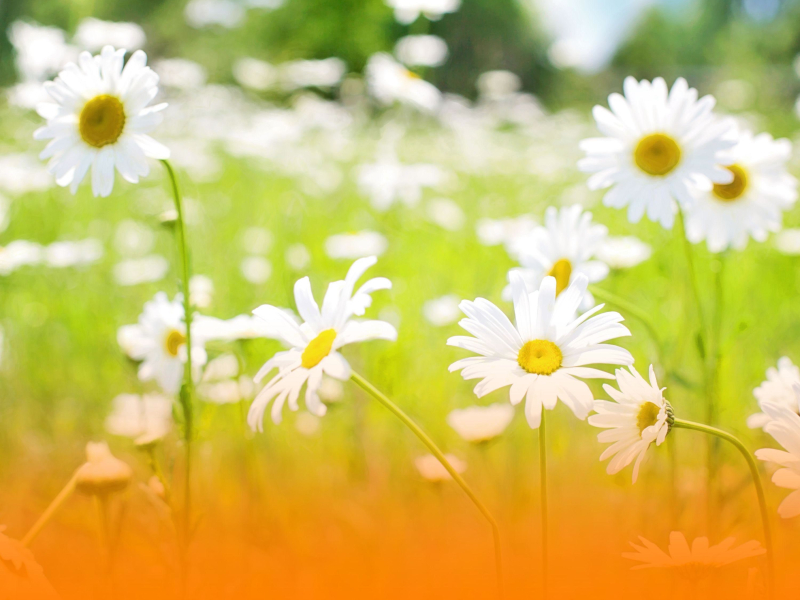 Nature Inspired Ambient Healing Music With Soothing Piano For Deep Relaxation And Restorative Sleep (Single)