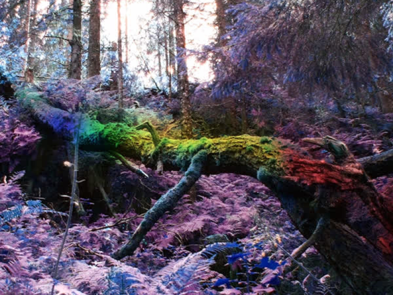 Pleasure Killer (Single)