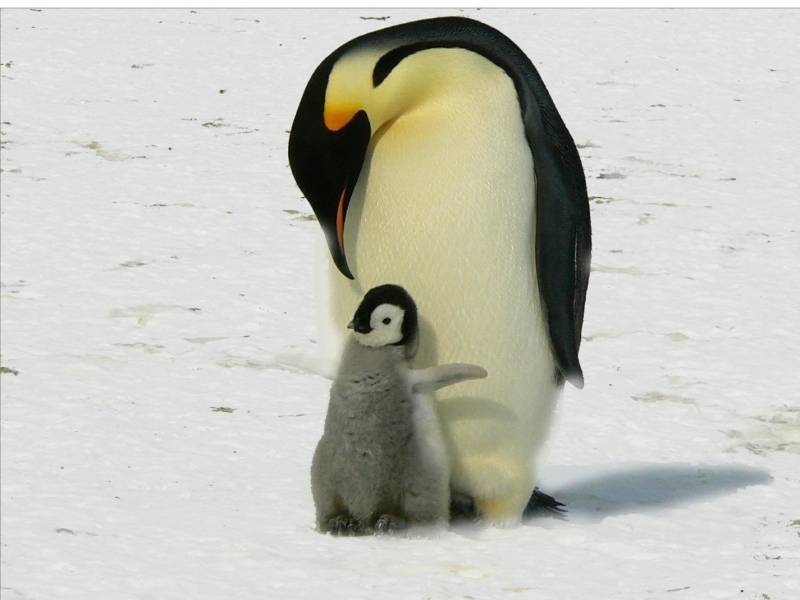 Calming Lullaby for Babies: Baby Sleep with Piano Lullabies (Single)