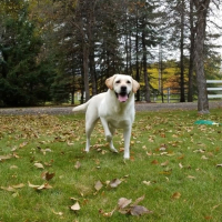 Smell The Roses (Single)