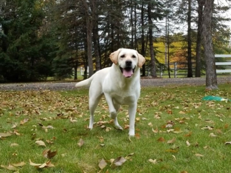 Smell The Roses (Single)