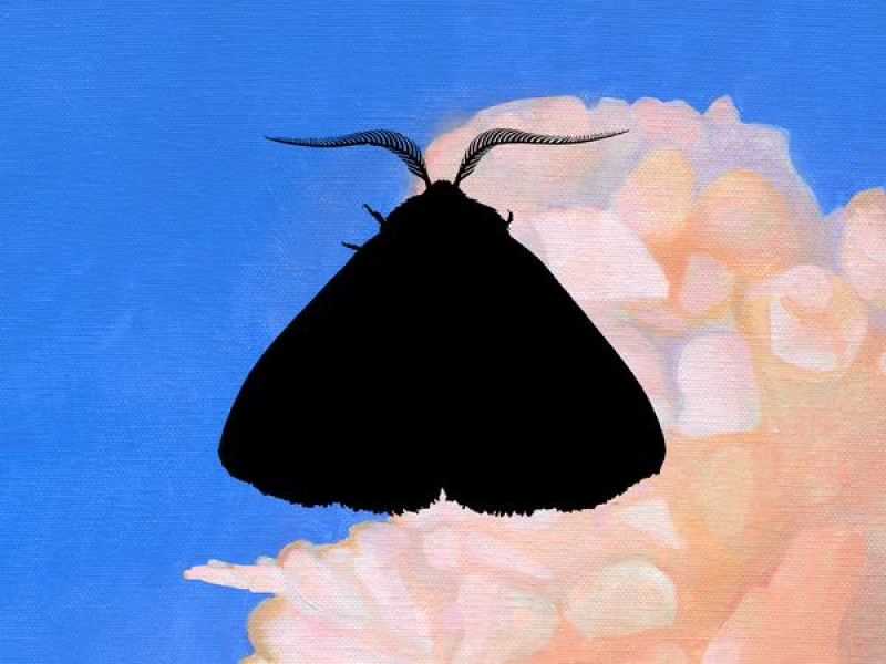 Moth to the Flame (Whatever/Whatever Remix) (Single)