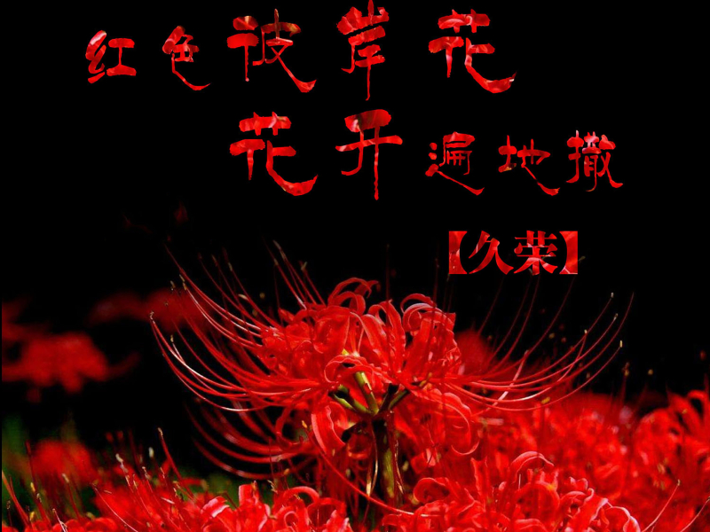 红色彼岸花花开遍地撒 (Single)
