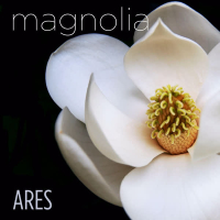 Magnolia (Single)