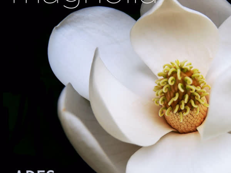 Magnolia (Single)