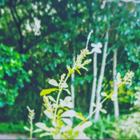 Lost In Juneflower Memories (Single)