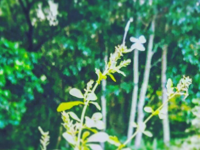 Lost In Juneflower Memories (Single)