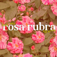 Rosa Rubra (Single)