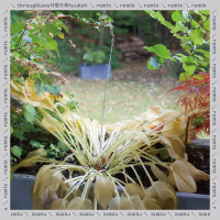 through love REMIX (EP)