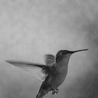 Codinome Beija-Flor / O Tempo Não Para (Single)