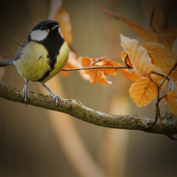 Nature Sounds and Birds Singing to Relieve Anxiety and Feel Relaxed (Single)