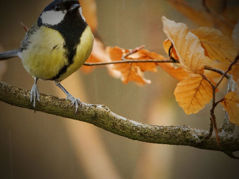 Nature Sounds and Birds Singing to Relieve Anxiety and Feel Relaxed (Single)