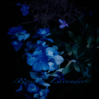 rose / lavender (Single)
