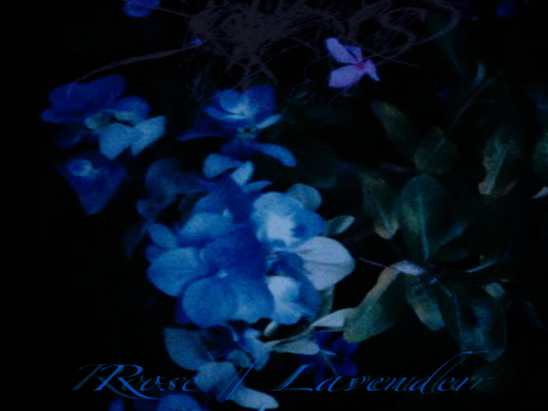 rose / lavender (Single)