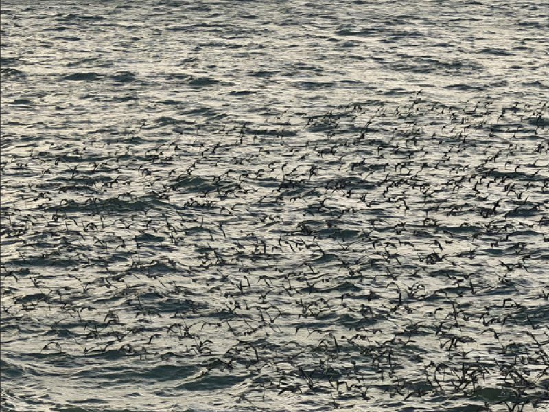 Whispers In The Static