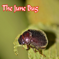 The June Bug (Single)