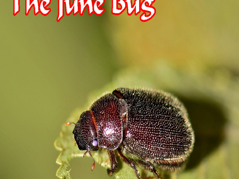 The June Bug (Single)
