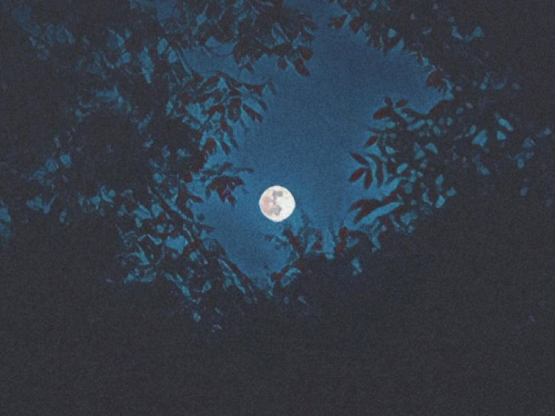 Dear Moonlight (Single)