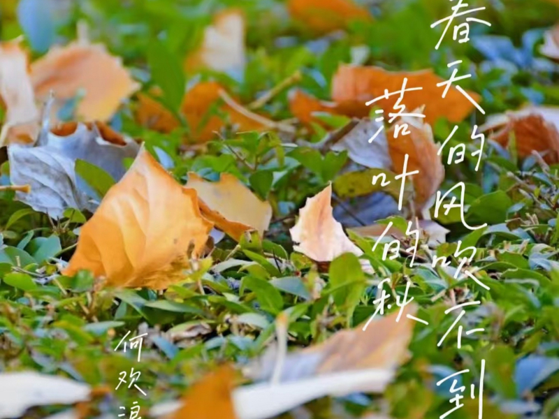 春天的风吹不到落叶的秋 (Single)