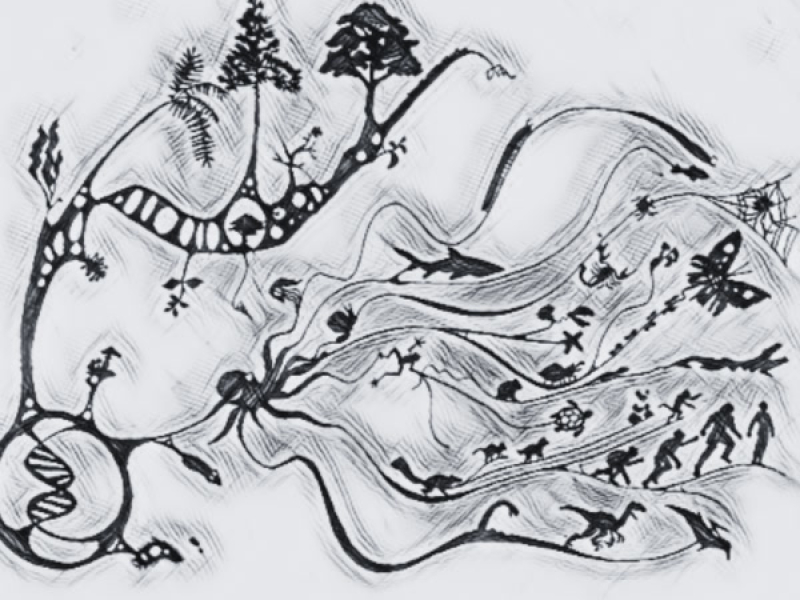 Evolução Biológica (Single)