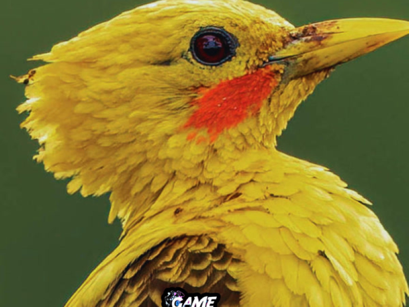 Montagem Pica Pau Amarelo (Single)