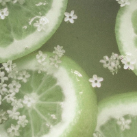 elderflower lemonade (Single)