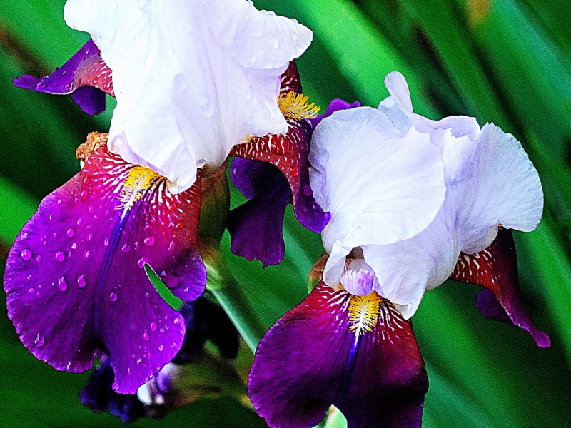 Stink Bug in the Jam (Single)