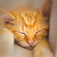 Sleeping Cat Sound for Instant Relaxation (Single)