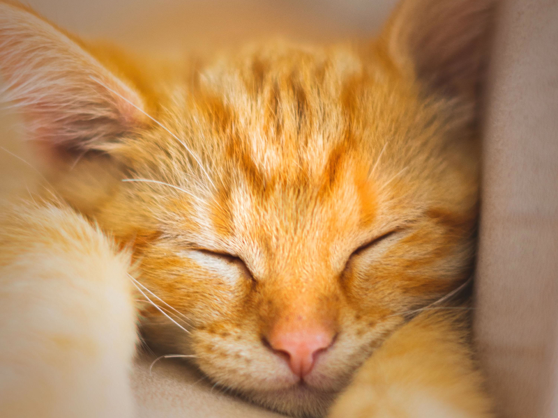 Sleeping Cat Sound for Instant Relaxation (Single)