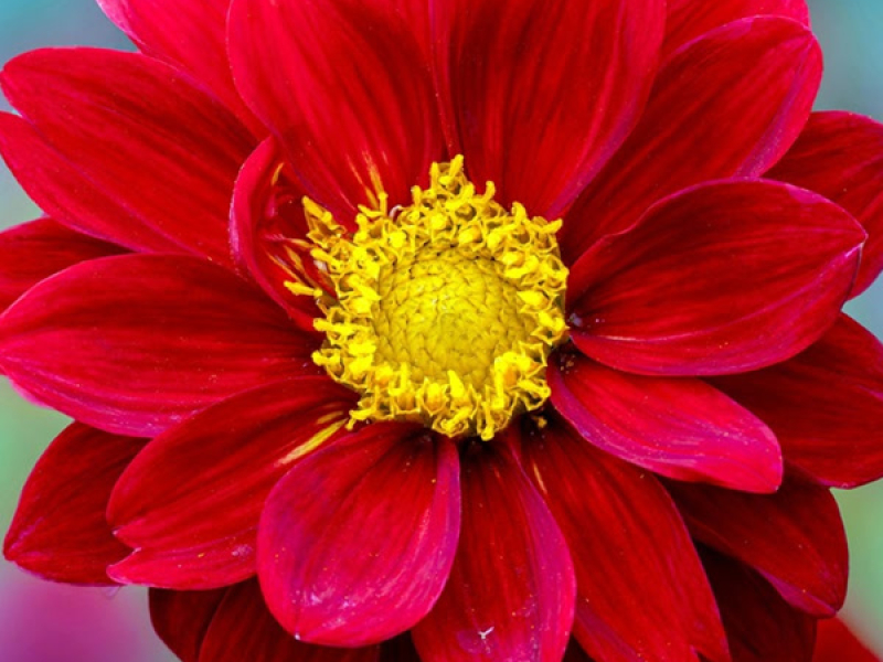 Путь Надежды