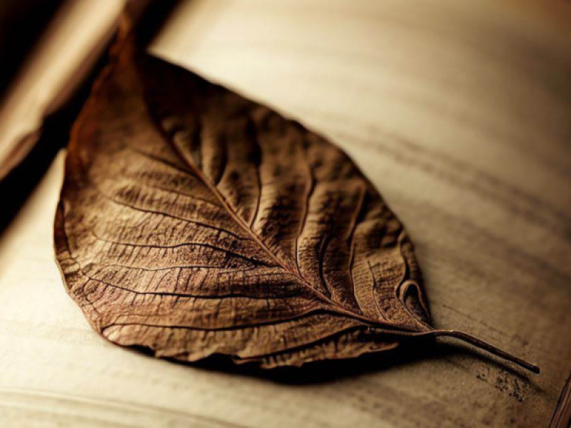 Lyric Pieces, Op 47: No.2, Album Leaf (Single)