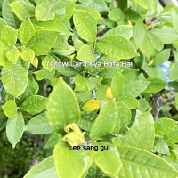 Yellow Card Kya Hota Hai