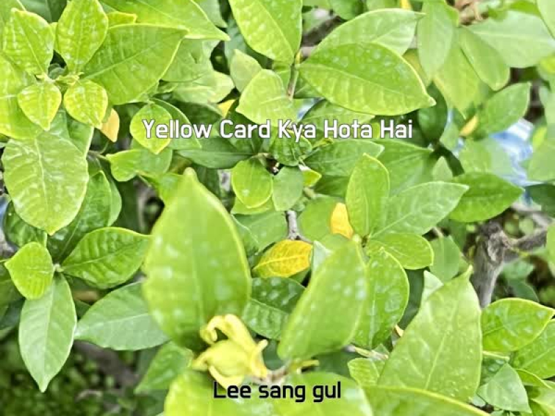 Yellow Card Kya Hota Hai