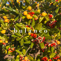 bulanco (Single)