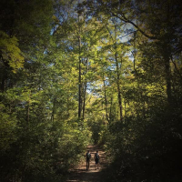 Relaxing Sound of Walking in Forest to Help Relax and Relieve Stress (Single)