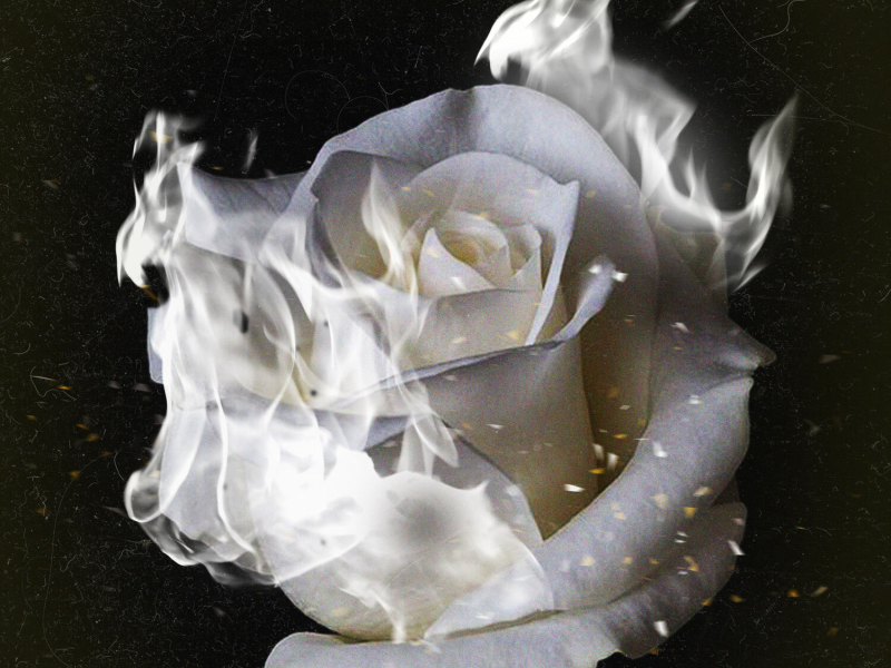9 Rosas Blancas (Single)