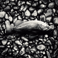 Something in the Way (Single)