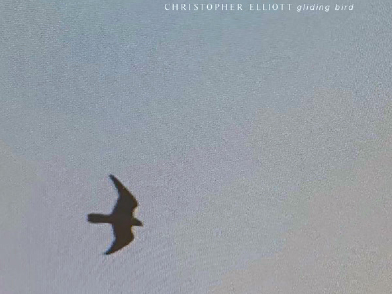 Gliding Bird (Single)