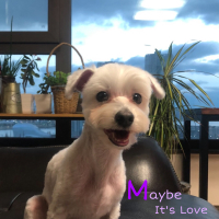 Maybe It's Love (Single)