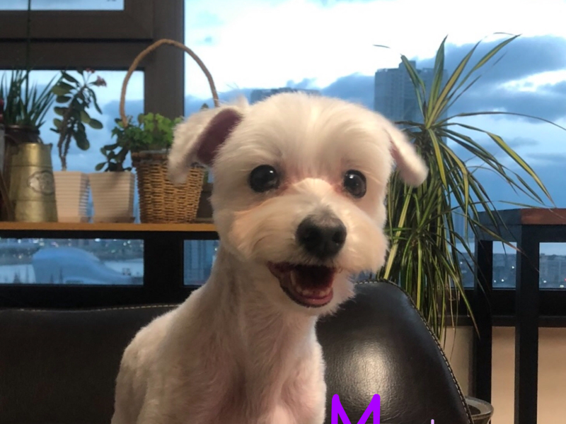 Maybe It's Love (Single)