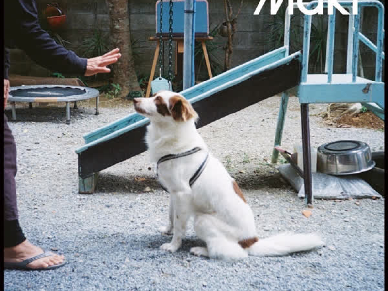 Record Dogs (Single)