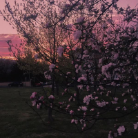 pink skies (Single)