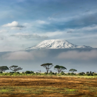 Nature Sounds Direct from the African Savanna (Single)