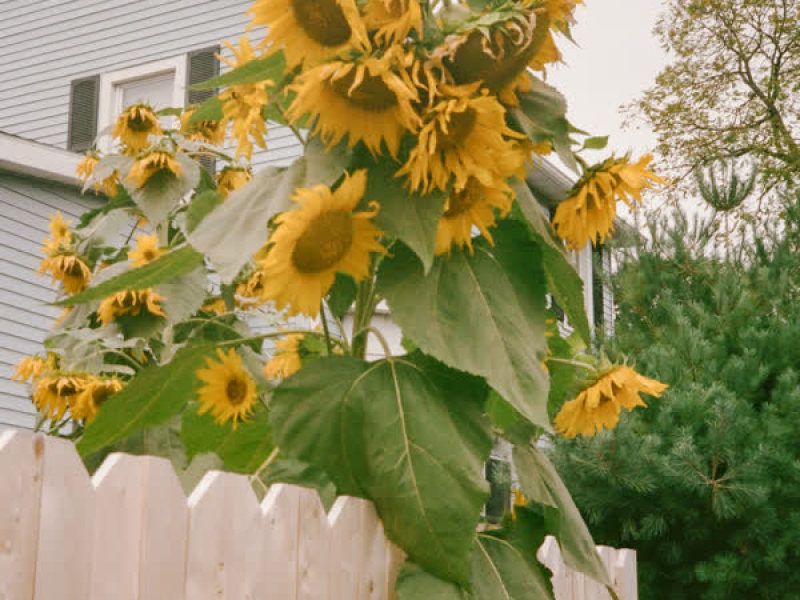 First Love (feat.SOLE) (Single)