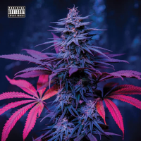 Purple Kush (Single)